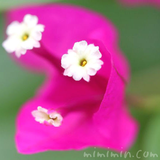 美しい花の画像 ベスト50 ブーゲンビレア 花 言葉