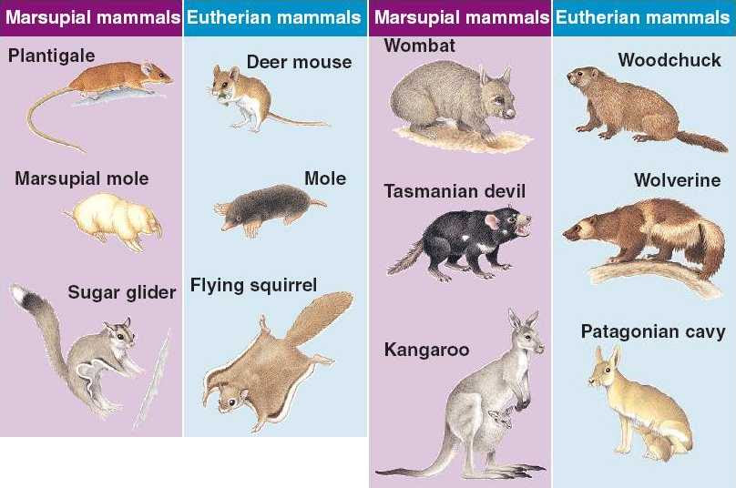 Image result for convergent evolution marsupials and placental mammals