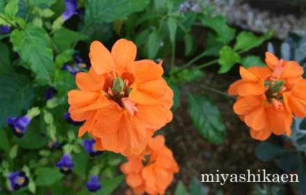 すべての美しい花の画像 トップ100オレンジ色 花 夏