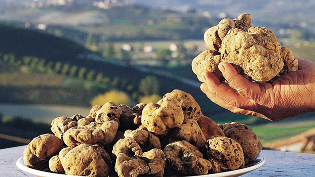 Notovun Truffles Photo: uniline.hr