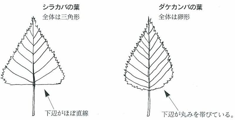 ベスト50 シラカバ 葉 最高の花の画像