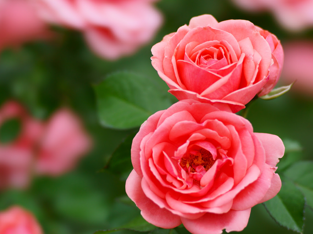 最新のhd薔薇 画像 フリー素材 すべてのイラスト画像