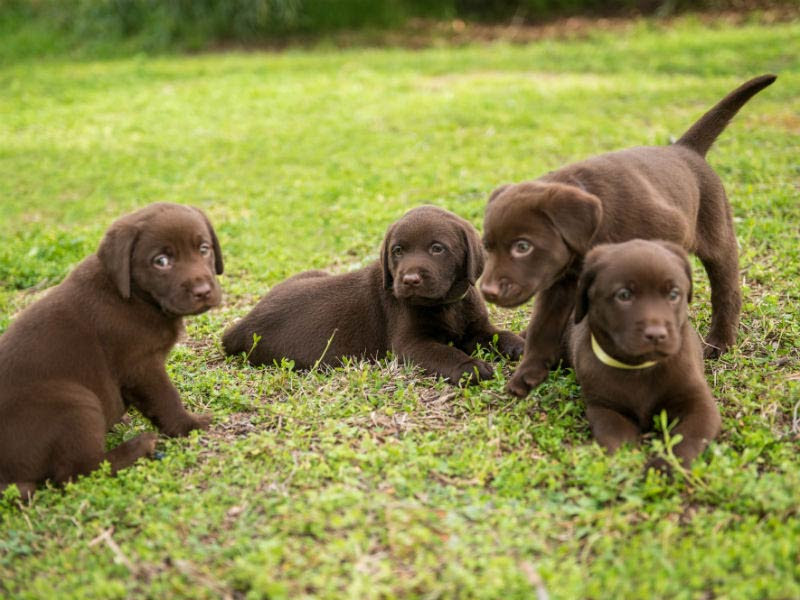 Anti gulp bowl ,brandy a 17 week old puppy english springer spaniel / labrador. Puppy Socialization Preparing 6 To 8 Week Old Puppies For New Homes American Kennel Club