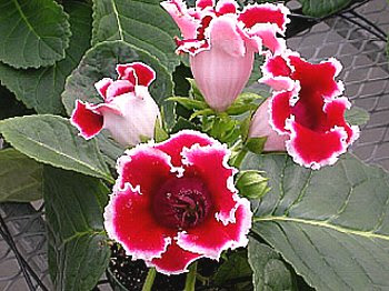 コレクション グロキシニア 花言葉 グロキシニア 花言葉