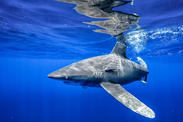 oceanic-whitetip-shark-andy-mann