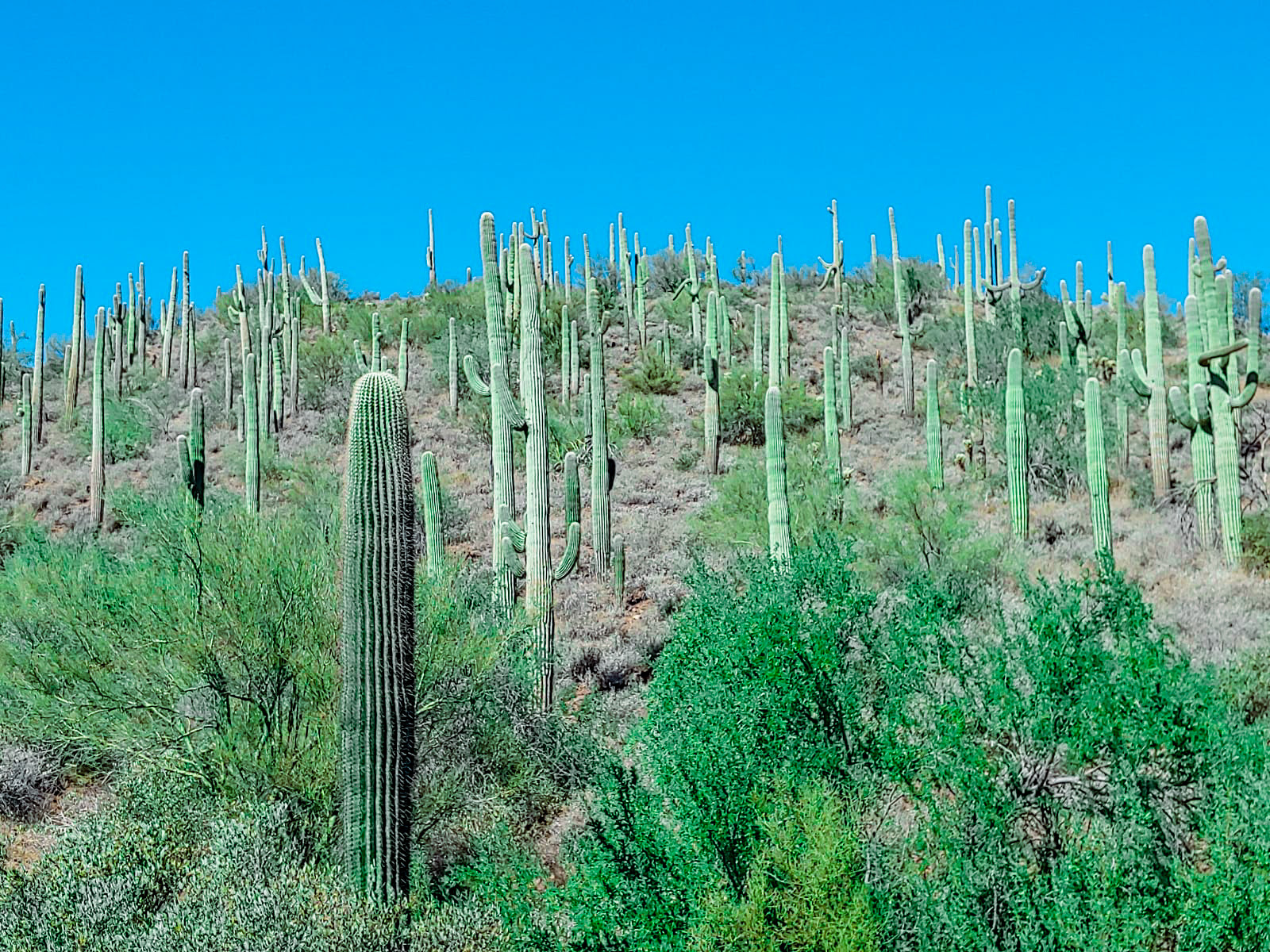 To grow a mini cactus, find a sunny spot and water the cactus only twice per month. Cactus Wellness Tips In Phoenix Arizona The Cactus Doctor