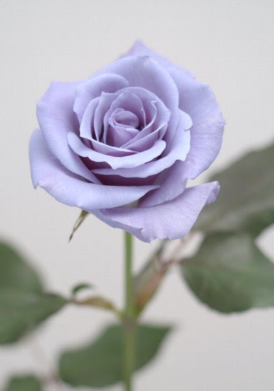 すべての美しい花の画像 50 素晴らしい紫 バラ 花言葉