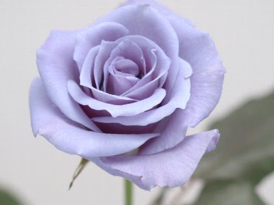 √完了しました！ 紫色 の 薔薇 花 言葉 407041