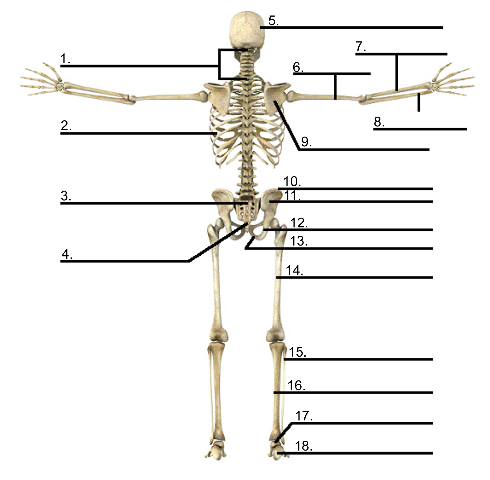 The axial skeleton contains all the bones in the trunk of your hey there, timothy, thanks for sharing your comment about the number of bones in the human body! Cybersurgeons
