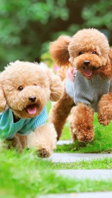 最も人気のある トイ プードル 壁紙 イラスト 写真