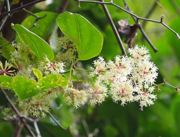 無料印刷可能山帰来 花 最高の花の画像