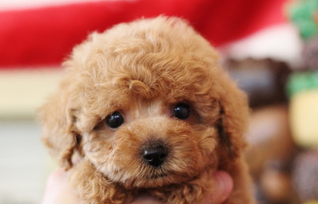 50 素晴らしい可愛い 犬 トイ プードル 最高の壁紙hd