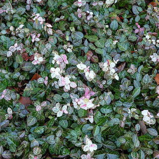 トップ100花 かずら 種類 最高の花の画像