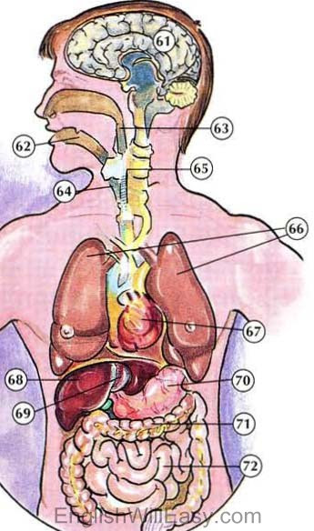 Anatomic vector illustration of human heart. Free Human Body Parts Download Free Human Body Parts Png Images Free Cliparts On Clipart Library