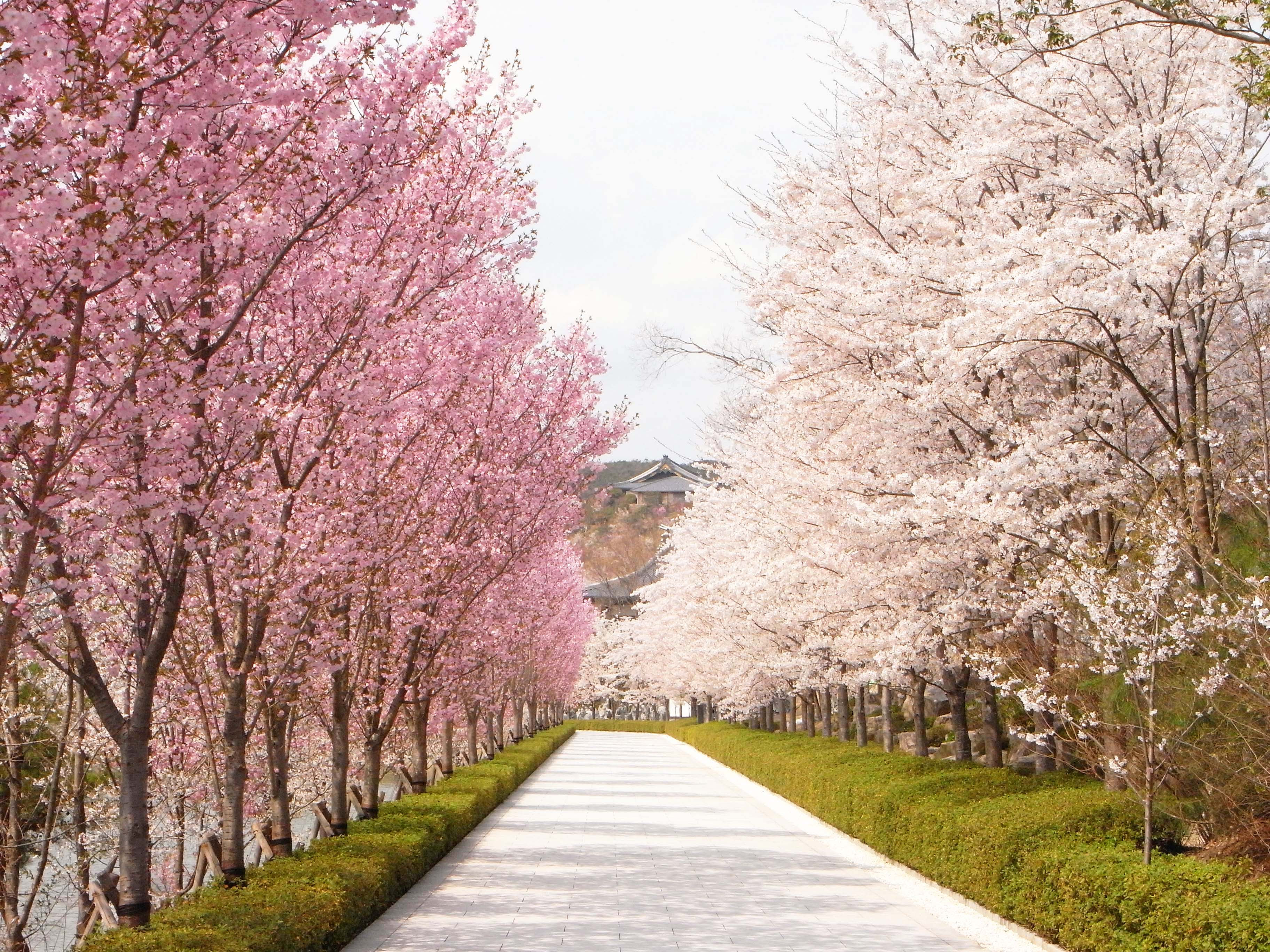 最高壁紙 桜並木 最高の花の画像