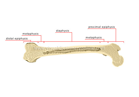 Blank bone diagram rome fontanacountryinn com. Human Being Anatomy Skeleton Parts Of A Long Bone Image Visual Dictionary Online