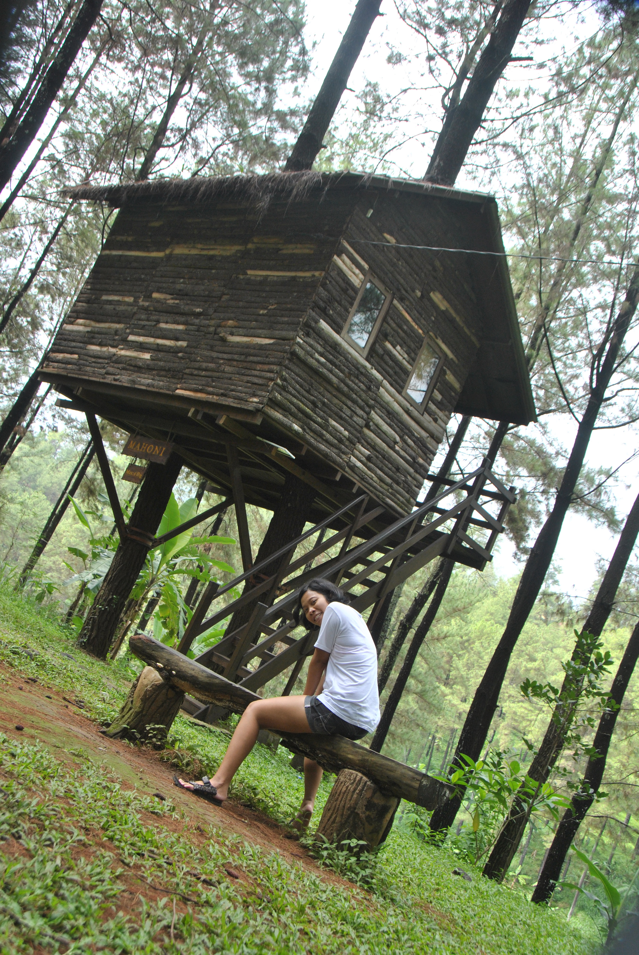 Gambar Rumah Pohon Taman Dayu Rumah 1217