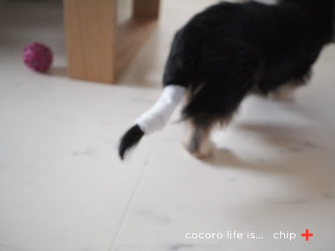 トップ 犬 尻尾 骨折 画像ブログ
