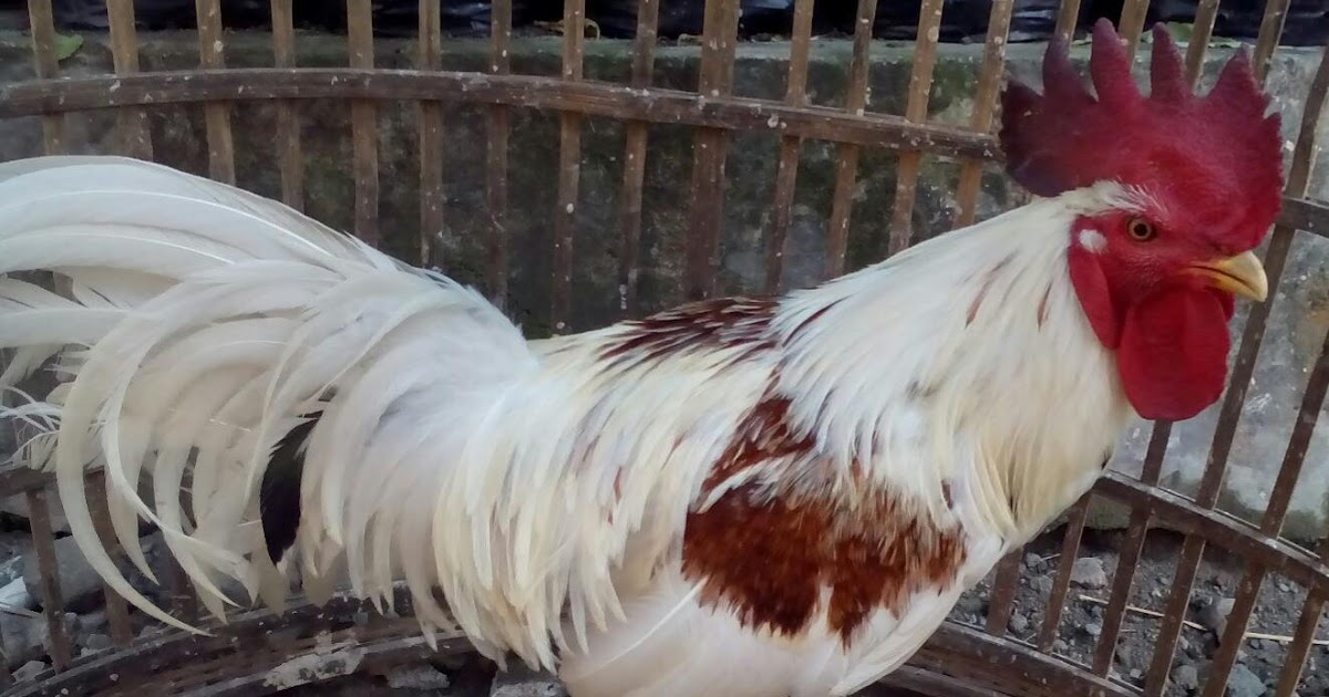  ayam  Ayam  Warna Putih 
