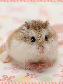 新着待ち受け ハムスター 壁紙 最高の壁紙コレクション