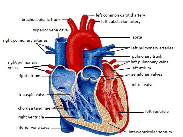 Simple Heart Diagram Labeled Human Body Anatomy