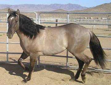But it's a heck of a lot harder to. Building A Round Pen Or Arena Make Your Own Round Pen Horse Articles
