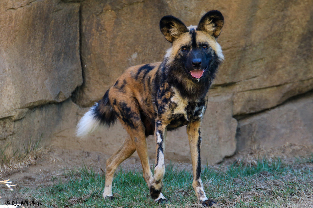 4k00.07puppies of african wild dog by watering place of a protected reserve, animals in natural habitat, wildlife concept. African Painted Dog Passes Away Cincinnati Zoo Botanical Garden