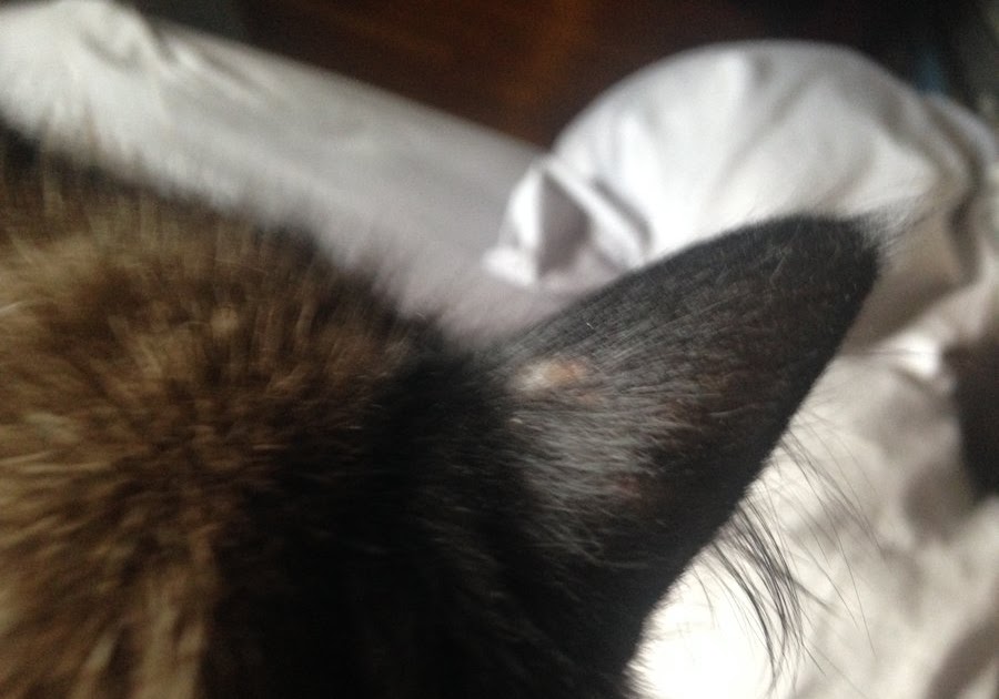 Bald Patches On Cats Ears - toxoplasmosis
