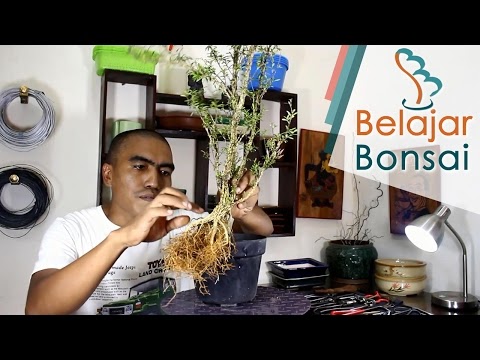 Belajar Bonsai  Cara Membuat Bonsai  Buxus Buxus Harlandii 