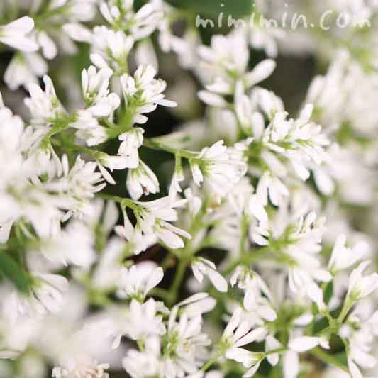 50 素晴らしいユーフォルビア 花言葉 すべての美しい花の画像