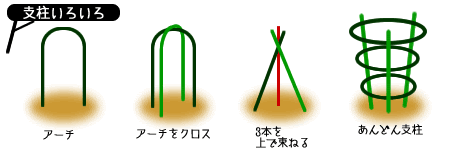 すべての美しい花の画像 50 ジャスミン 植え 替え