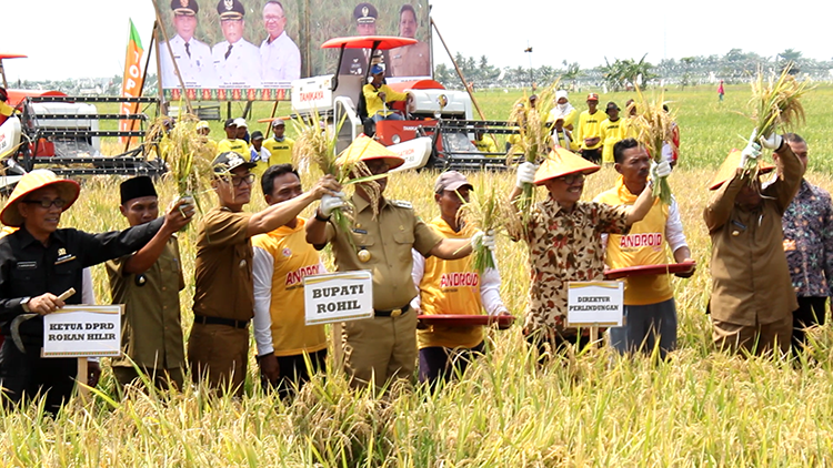  Gambar  Tanaman Padi Png Koleksi Gambar  HD