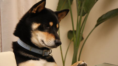 21年の最高 柴犬 壁紙 無料 Hdの壁紙 無料 Itukabegami