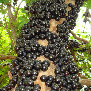 Jabuticabeira Hibrida Precoce - Produz em Vaso - Muda