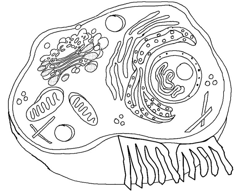 Animal Cell Model Diagram Project Parts Structure Labeled ...