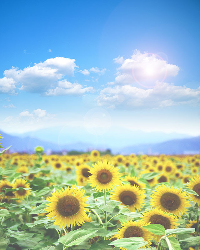 ラブリーひまわり イラスト 背景 ディズニー画像のすべて