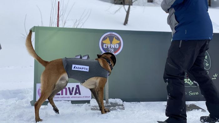 Détection du Covid-19 par un chien du projet Nosaïs