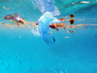 Allarme plastica negli oceani