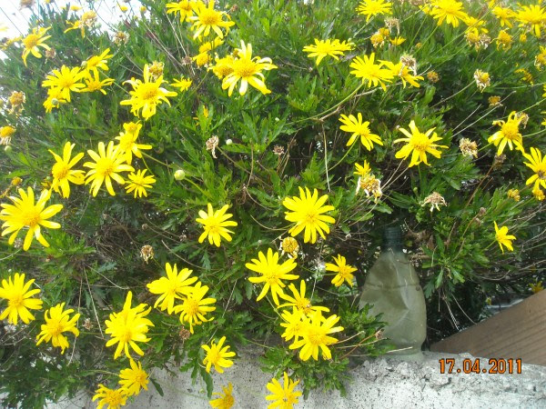 Fiori Tipo Margherite Colorate : Pin su Fiori