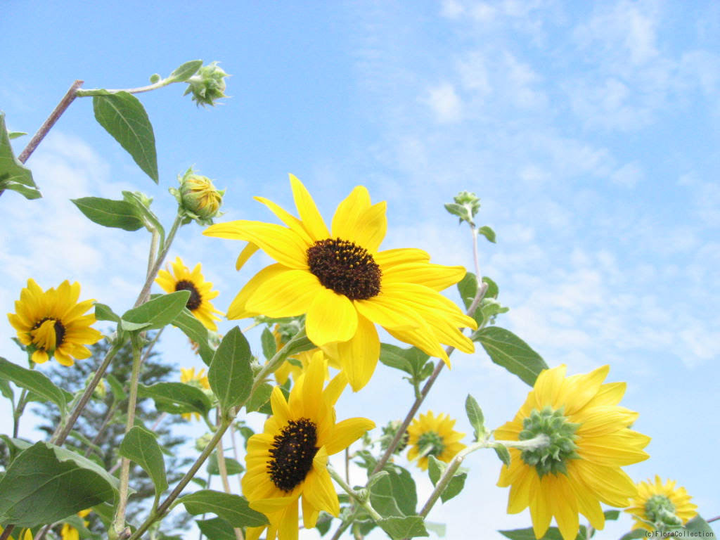 無料ダウンロード 夏 壁紙 無料 Jpbestwallpaper