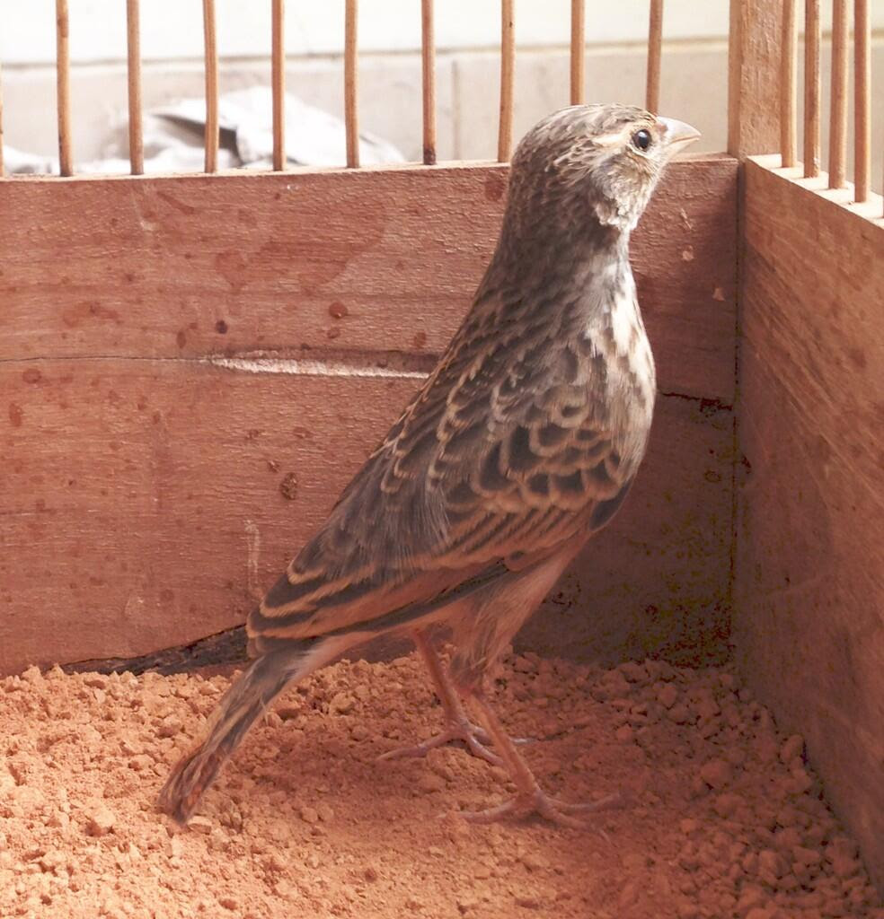 Gambar Burung Branjangan Sapan - Klik OK