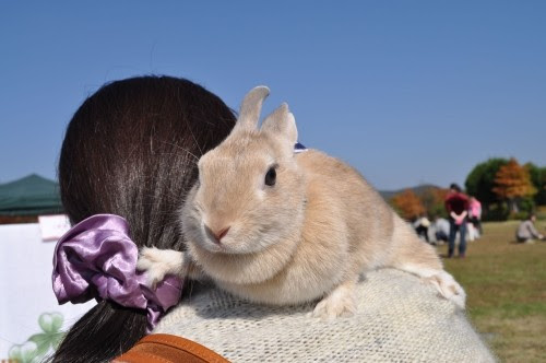 50 素晴らしいネバーランド うさぎ 最高の動物画像