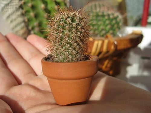 最高のサボテン 植え替え 時期 すべての美しい花の画像