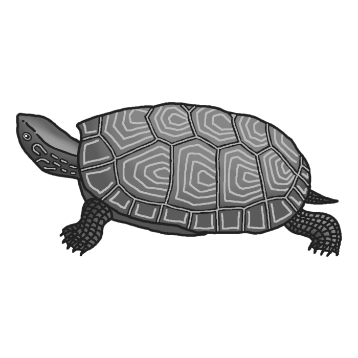 美しい花の画像 50 素晴らしい亀 イラスト 白黒