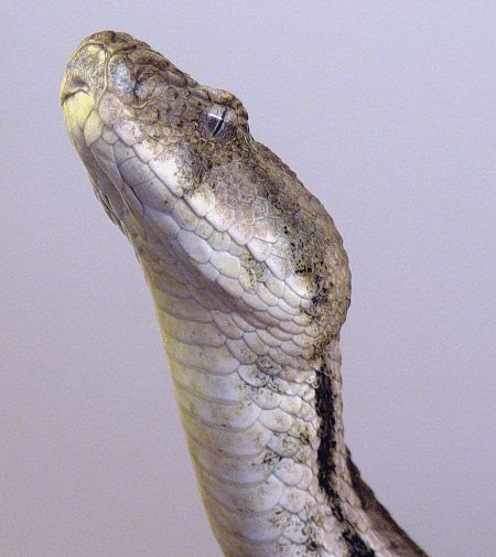 Reptilien ( reptilia ) ordnung … Levanteotter Im Tierportrat Tierlexikon Mediatime Services