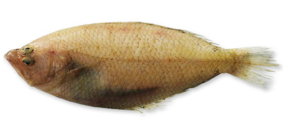 Pulire e sfilettare bene un pesceè il primo passo per preparare una ricetta di mare gustosa e saporita. Come Cucinare La Zanchetta Cucinarepesce Com