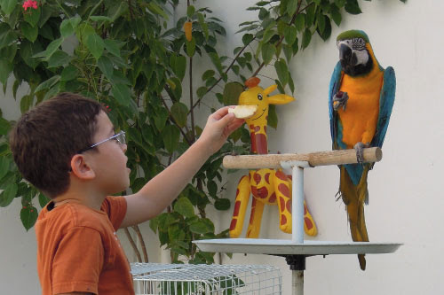 Animals are clean and healthy. Birthday Party Rentals Activities Extras Cheeky Little Events