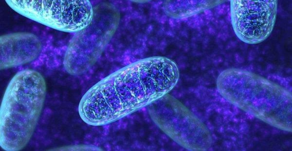 People with biparental mitochondria have been discovered, which questioned the biological dogma that only mother's mitochondria are inherited