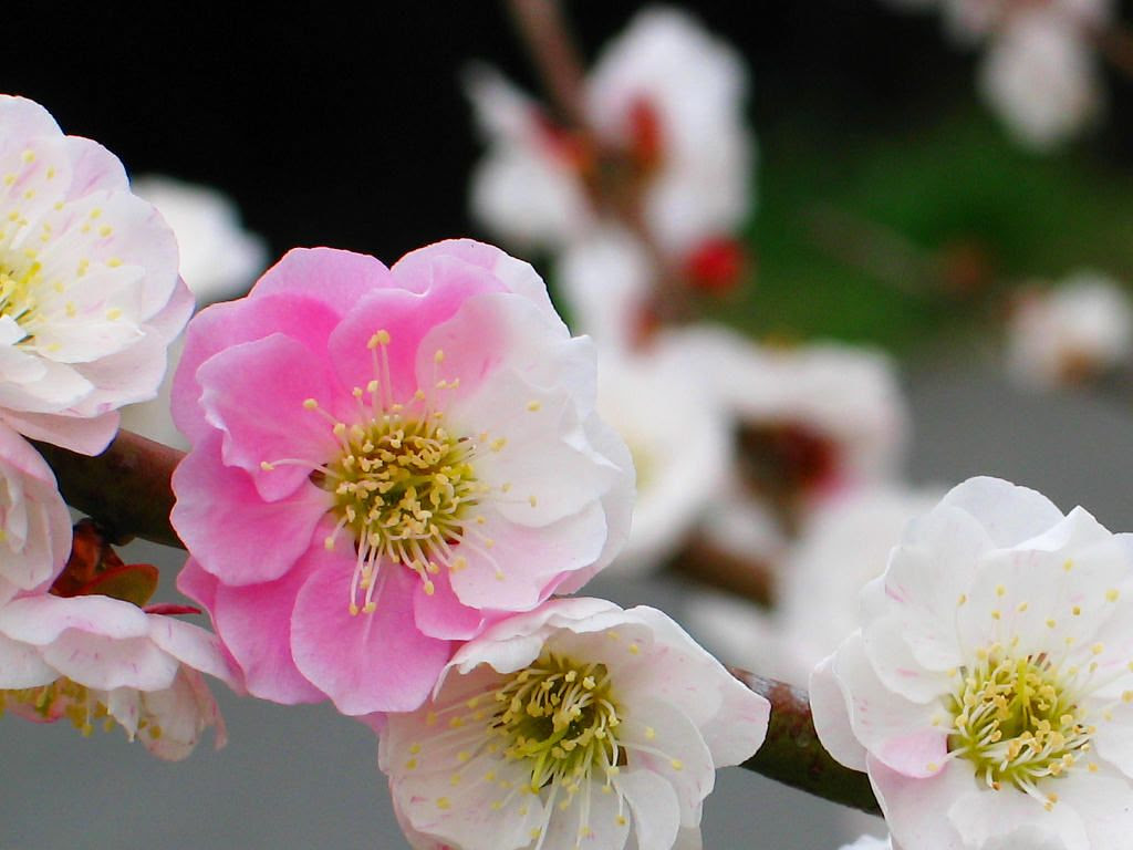 すべての花の画像 新鮮な梅の花 壁紙 無料