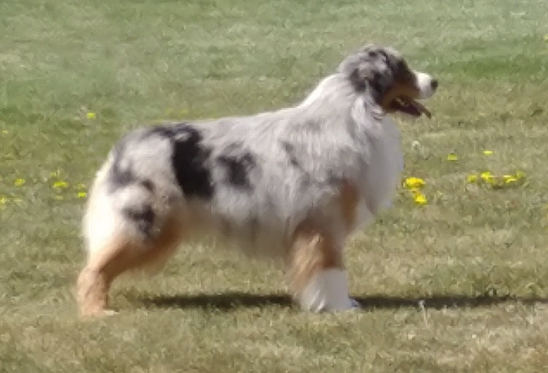 Always be positive with your toy australian shepherd and. Mercyme Mini Toy Aussies